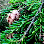 Trees of the Adirondacks:  Eastern Hemlock growing along the Barnum Brook Trail at the Paul Smiths VIC (21 July 2012)