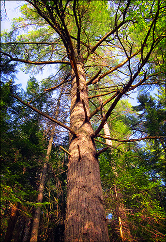 Trees of the Adirondack Park: Eastern White Pine on the Heron Marsh Trail