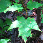 Trees of the Adirondacks:  Red Maple growing along the Barnum Brook Trail at the Paul Smiths VIC (21 July 2012)