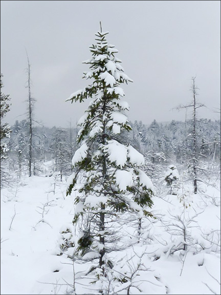 Trees of the Adirondacks: Black Spruce and Tamarack at the Paul Smiths VIC (14 December 2014).  Photo by Tom Boothe.  Used by permission.