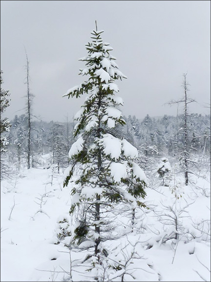 Trees of the Adirondacks: Black Spruce and Tamarack at the Paul Smiths VIC (14 December 2014). Photo by Tom Boothe. Used by permission. Trees of the Adirondacks: Black Spruce and Tamarack at the Paul Smiths VIC (14 December 2014). Photo by Tom Boothe. Used by permission.