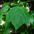 Trees of the Adirondacks:  Striped Maple on the Barnum Brook Trail at the Paul Smiths VIC (21 July 2012)