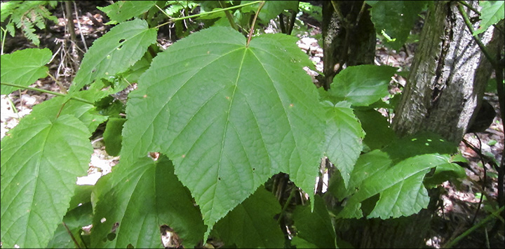 Trees of the Adirondacks: The leaves of the Striped Maple generally have three lobes. Striped Maple on the Barnum Brook Trail (21 July 2012)