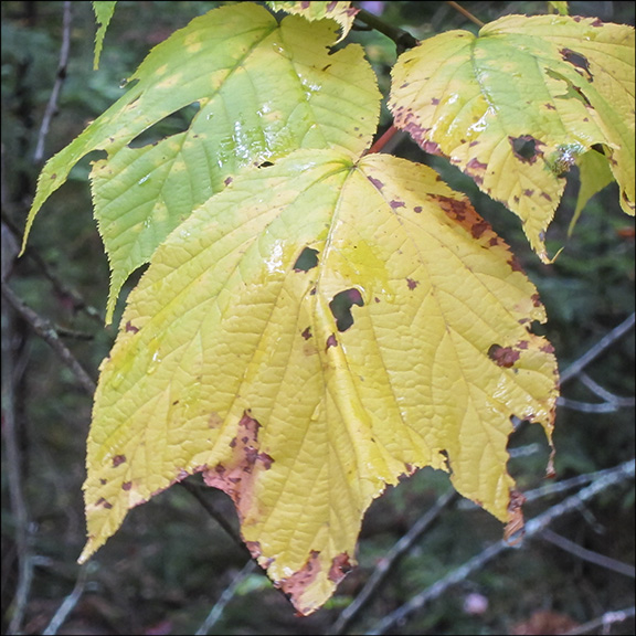 Trees of the Adirondacks: Striped Maple leaves turn yellow in the fall.  Striped Maple at the Paul Smiths VIC (26 September 2012)
