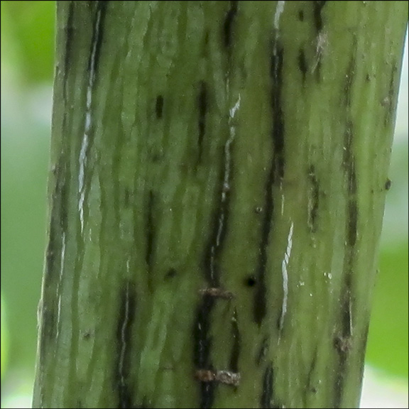 Trees of the Adirondacks: Sugar Maple bark. Sugar Maple on the Barnum Brook Trail at the Paul Smiths VIC (28 July 2012) Trees of the Adirondacks: Sugar Maple bark. Sugar Maple on the Barnum Brook Trail at the Paul Smiths VIC (28 July 2012)