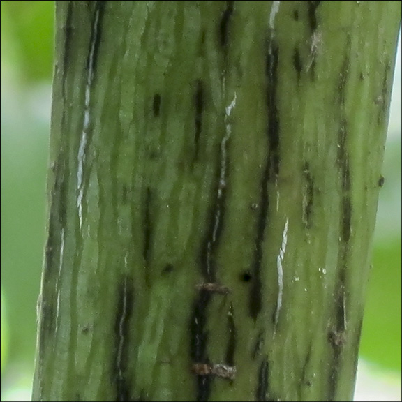 Trees of the Adirondacks: Sugar Maple bark.  Sugar Maple on the Barnum Brook Trail at the Paul Smiths VIC (28 July 2012)