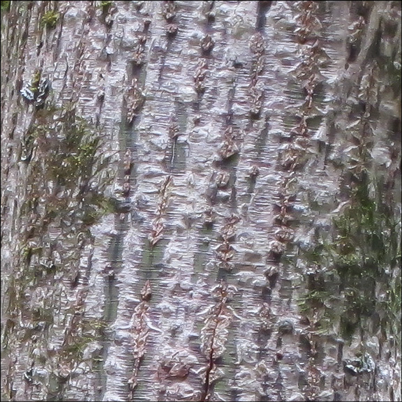 Trees of the Adirondacks: Striped Maple on the Barnum Brook Trail at the VIC (28 July 2012) Trees of the Adirondacks: Striped Maple on the Barnum Brook Trail at the VIC (28 July 2012)