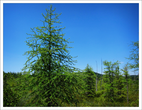 Paul Smiths College Visitor Interpretive Center -- Tamarack on Barnum Bog (12 July 2012)