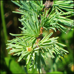 Trees of the Adirondacks:  Tamarack (12 July 2012)