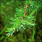 Trees of the Adirondacks:  Tamarack (19 July 2012)