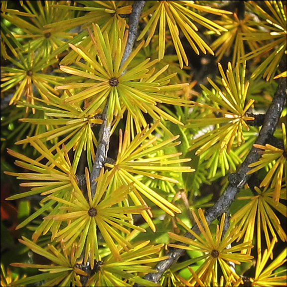 Trees of the Adirondacks: Tamarack Needles in fall. Tamarack on Barnum Bog at the Paul Smiths VIC (22 September 2012)