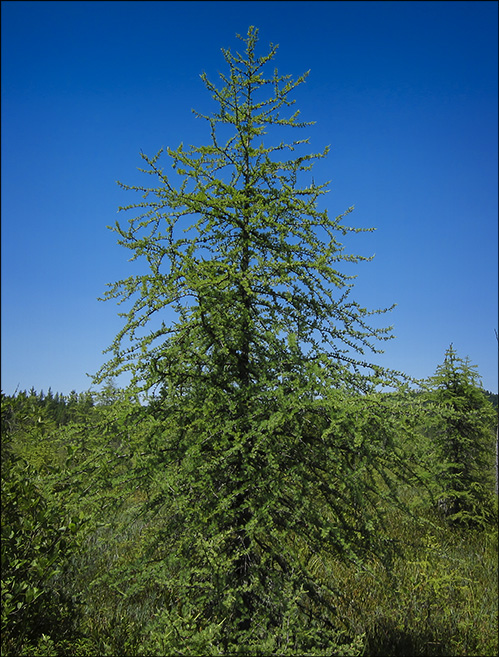 Trees of the Adirondack Mountains: Tamarack (American Larch) on Barnum Bog at the Paul Smiths VIC (12 July 2012)
