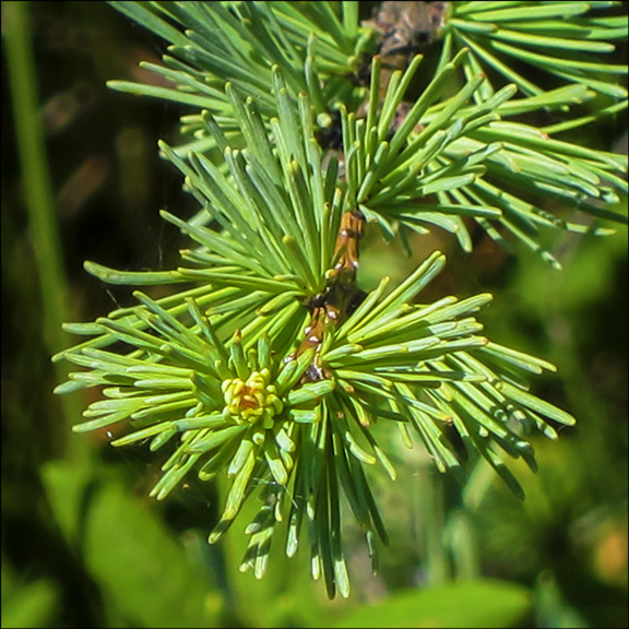 Trees of the Adirondacks: Tamarack Needles in summer. Tamarack on Barnum Bog at the Paul Smiths VIC (12 July 2012)