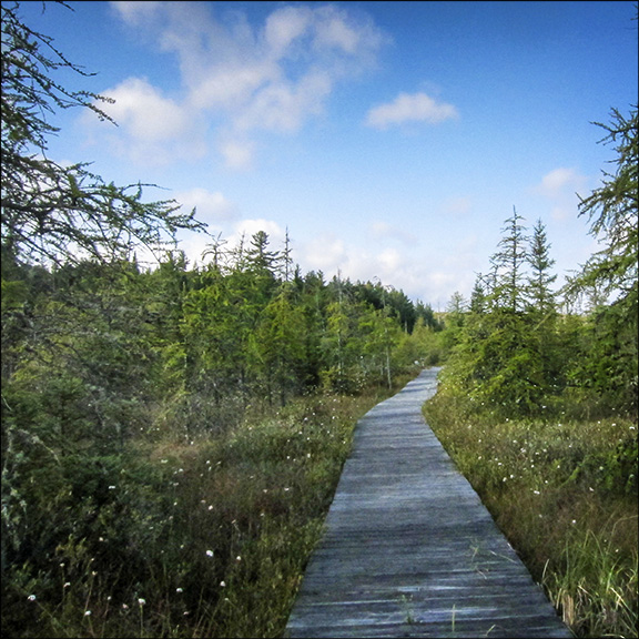 Trees of the Adirondacks: Tamaracks on the Boreal Life Trail boardwalk at the Paul Smiths VIC (22 September 2012)