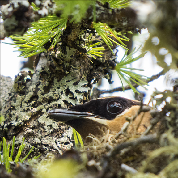 Trees of the Adirondacks: Cedar Waxwing nesting on a Tamarack on Barnum Bog at the Paul Smiths VIC (19 July 2014)