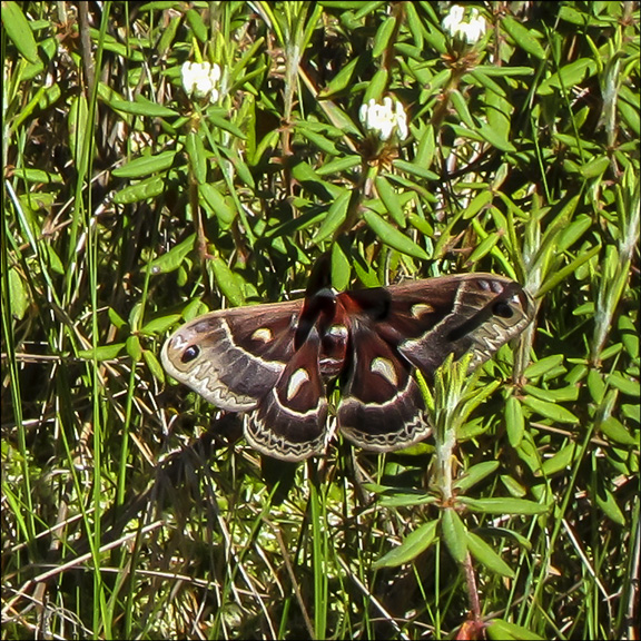 Adirondack Wetlands: Columbia Silkmoth on Barnum Bog at the Paul Smiths VIC (3 June 2011)