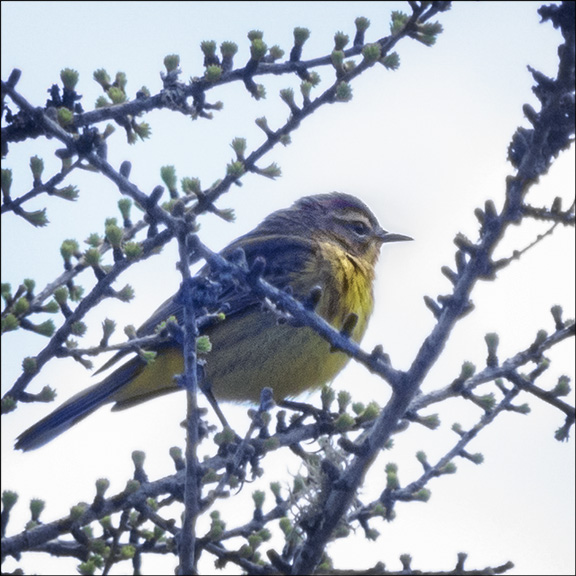 Trees of the Adirondacks: Palm Warbler on Tamarack on Barnum Bog at the Paul Smiths VIC (18 May 2014)