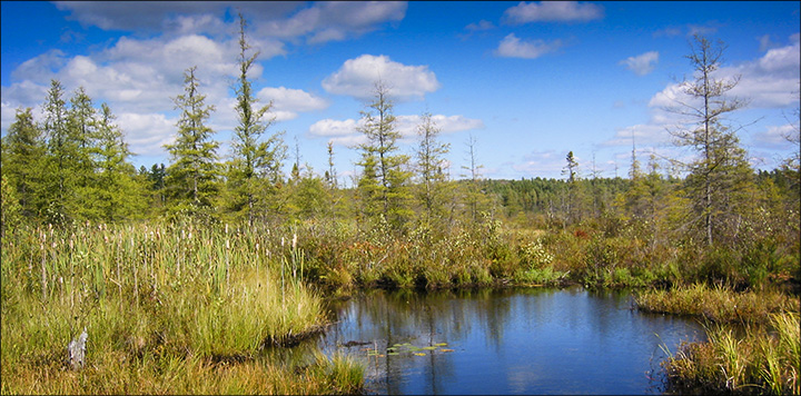 Trees of the Adirondacks: Tamaracks on Heron Marsh.  From the Heron Marsh Trail boardwalk (19 September 2004)