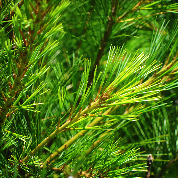 Trees of the Adirondacks: Needles of the Eastern White Pine