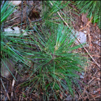 Trees of the Adirondacks:  Eastern White Pine growing along the Barnum Brook Trail at the Paul Smiths VIC (21 July 2012)