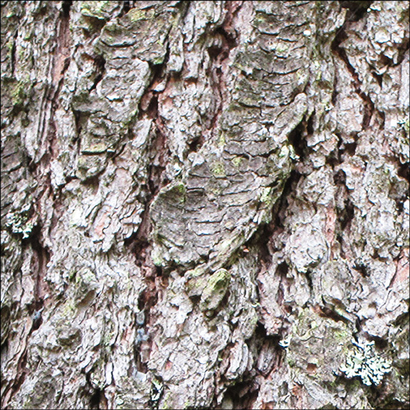 Trees of the Adirondacks:  Bark of the Eastern White Pine (28 July 2012)