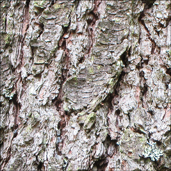 Trees of the Adirondacks: Bark of the Eastern White Pine (28 July 2012) Trees of the Adirondacks: Bark of the Eastern White Pine (28 July 2012)