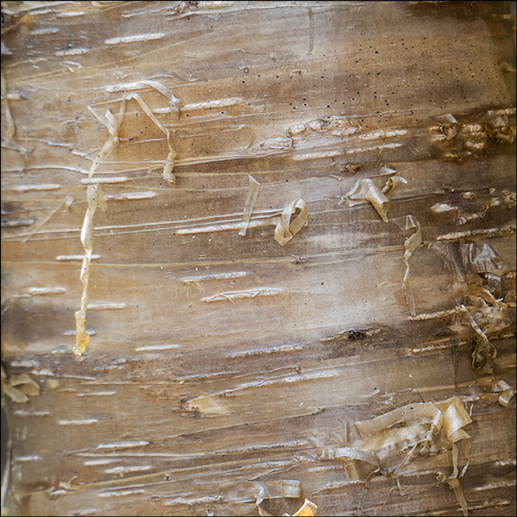 The distinctive, golden bark of Yellow Birch peels horizontally into thin,filmy strips. Yellow Birch on the Barnum Brook Trail (28 July 2012).