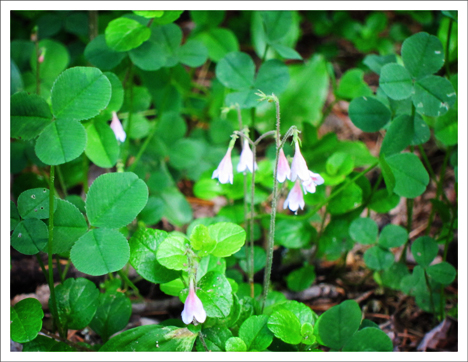 Adirondack Wildflowers:  Twinflower blooming on the Barnum Brook Trail at the Paul Smiths VIC (9 June 2012)
