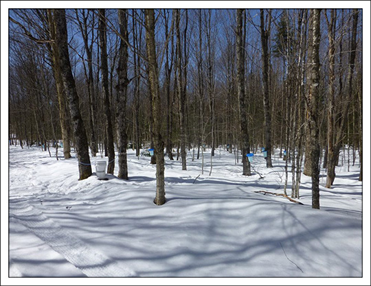 Sugar Bush at the Paul Smith's College VIC.  Photo by Tom Boothe. Used by permission.