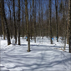 VIC Sugar Bush. Photo by Tom Boothe.  Used by permission.