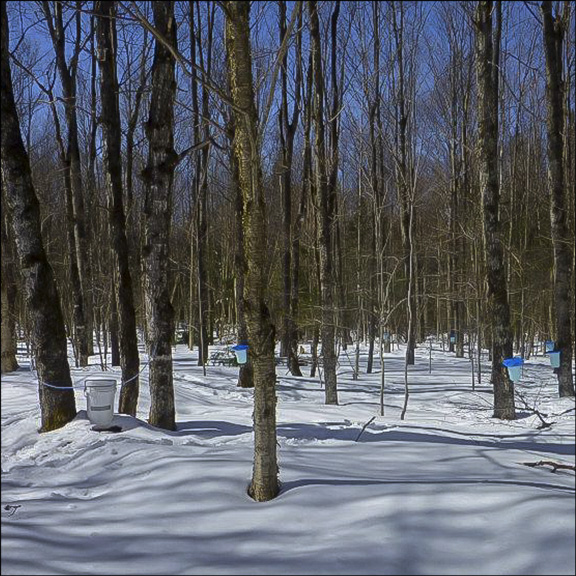 Trees of the Adirondacks:  Sugar Maples in the VIC Sugar Bush. Photo by Tom Boothe.  Used by permission.