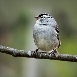 Boreal Birds of the Adirondacks:  White-crowned Sparrow migrating through the VIC (12 May 2013).