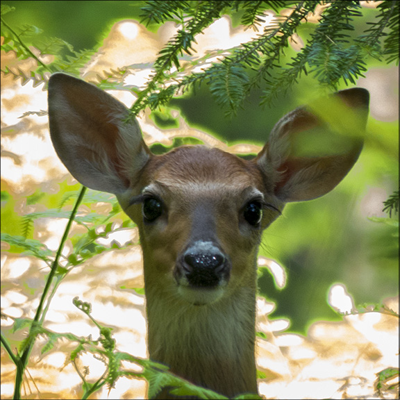 Adirondack Mammals: White-tailed Deer at the Paul Smiths VIC (18 June 2013)