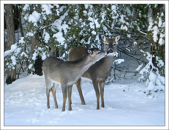 White-tailed Deer. Photo courtesy of Brian McAllister.  Used by permission.