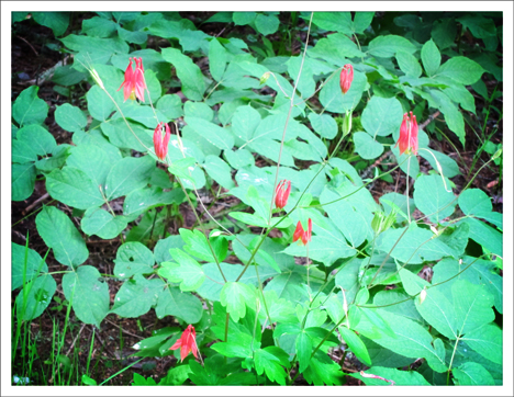 Adirondack Wildflowers:  Wild Columbine in bloom at the Paul Smiths VIC (1 July 2011)