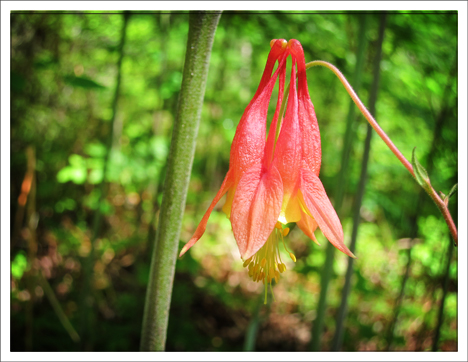 Adirondack Wildflowers:  Wild Columbine in bloom on the Barnum Brook Trail at the Paul Smiths VIC (9 June 2012)
