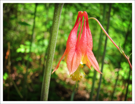 Adirondack Wildflowers: Wild Columbine in bloom on the Barnum Brook Trail at the Paul Smiths VIC (9 June 2012) Adirondack Wildflowers: Wild Columbine in bloom on the Barnum Brook Trail at the Paul Smiths VIC (9 June 2012)