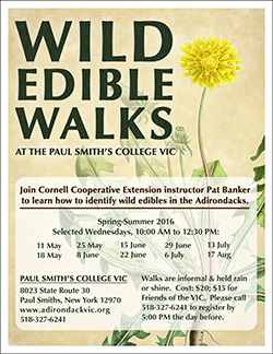 Wild Edible Walks 2016 Thumb Nail