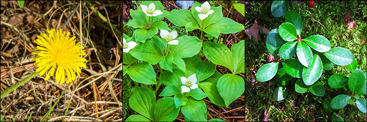 Wild Edibles at the VIC: Dandelion, Bunchberry, and Wintergreen