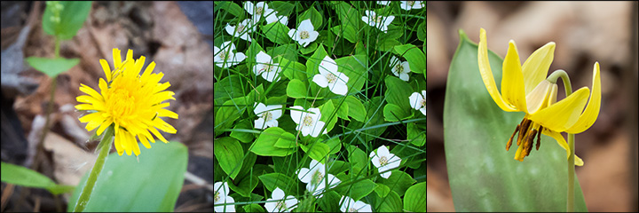 Wild Edibles at the VIC: Dandelion, Bunchberry, and Trout Lily
