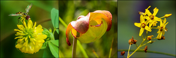 Adirondack Wildflowers: Hop Clover (20 July 2013); Pitcher Plant (26 July 2014); Swamp Candles (27 July 2013) at the Paul Smith's VIC