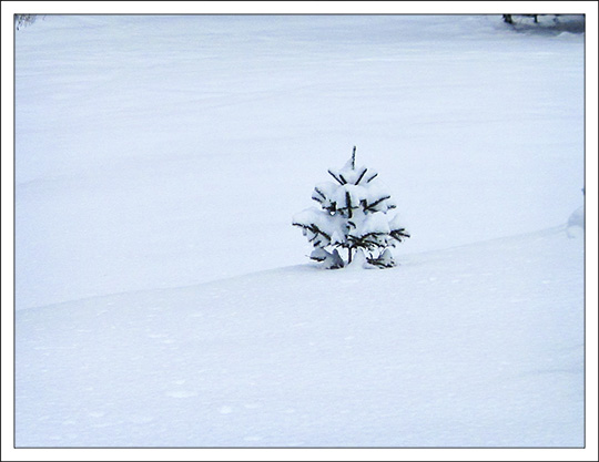 Trees of the Adirondack Mountains: Conifer on Monarch Meadow near the Paul Smiths VIC building (28 December 2012).  Photo courtesy of D. Kirche.  Used by permission.