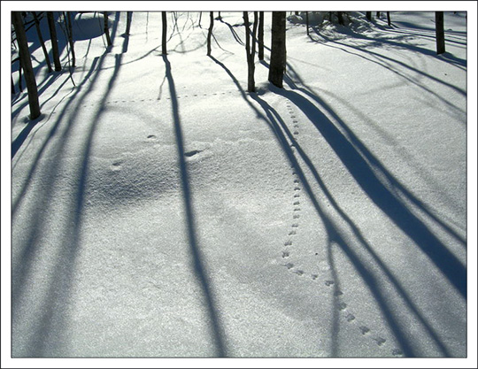 Mice and vole tracks at the Paul Smiths VIC.  Photo courtesy of B. McAllister.  Used by permission.