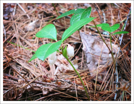 Adirondack Wildflowers: Wintergreen flowering at the Paul Smiths VIC (5 August 2011)