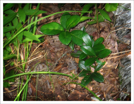 Adirondack Wildflowers: Wintergreen at the Paul Smiths VIC Adirondack Wildflowers: Wintergreen at the Paul Smiths VIC