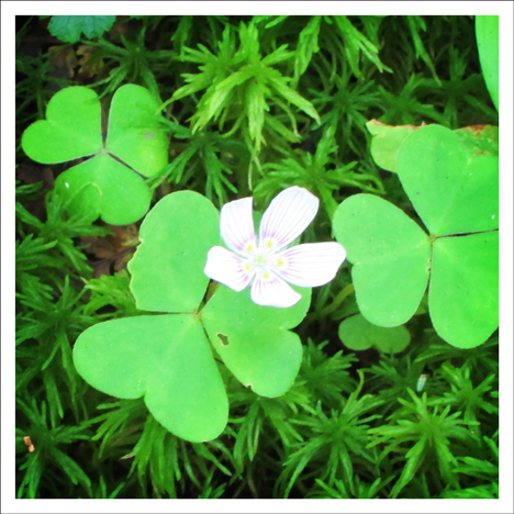Adirondack Wildflowers: Wood Sorrel Blooming in early July on the Boreal Life Trail at the Paul Smiths VIC