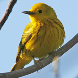 Boreal Birds of the Adirondacks:  Yellow Warbler.  Photo by Larry Master. www.masterimages.org
