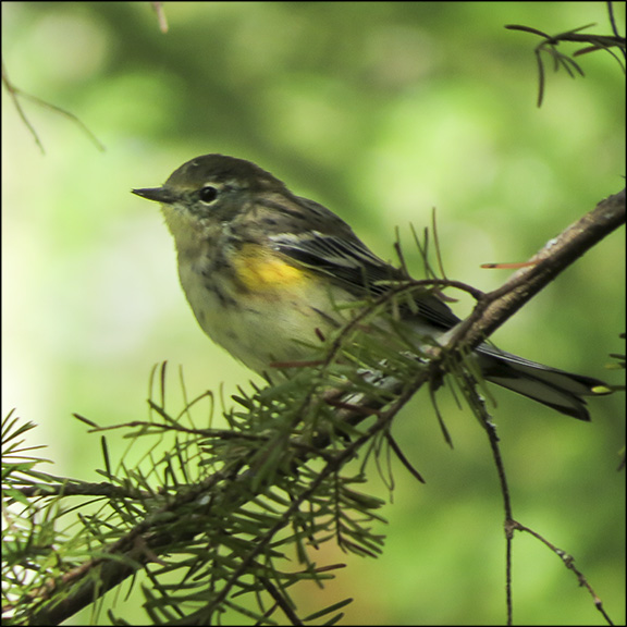 Birds of the Adirondacks: Yellow-rumped Warbler near the first overlook on the Bancum Brook Trail (17 September 2014)
