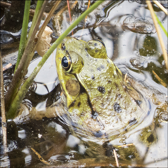 Adirondack Amphibians: Green Frog on Herson Marsh at the Paul Smiths VIC (28 April 2013)