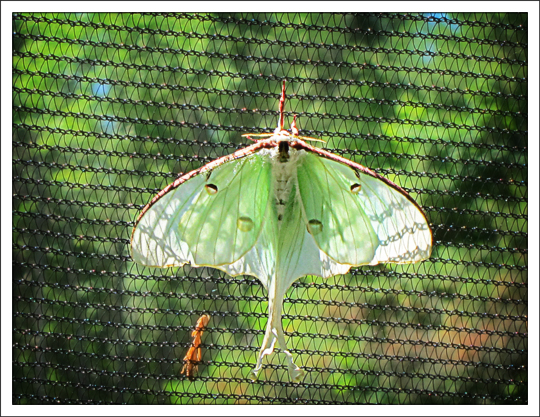 Moths of the Adirondack Mountains: Luna Moth (Actias luna) in the Paul Smiths VIC Native Species Butterfly House (30 June 2012)
